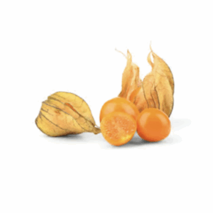 Physalis