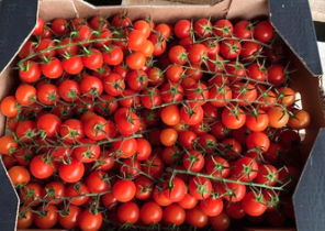 Cherry Tomaten Italien - Kiste
