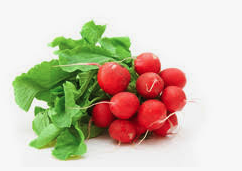 Radieschen