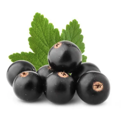 Schwarze Johannisbeeren