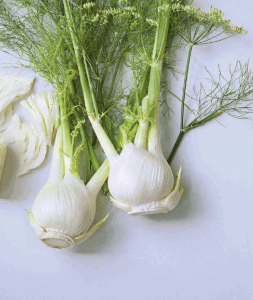 Fenchel