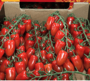 Tomaten Cherry Deliziano Belgien