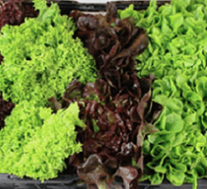 Gemischter Salat 9er