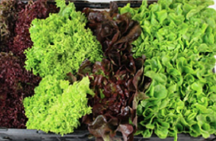 Gemischter Salat 9er