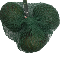 Avocado im Netz (Kiste 5 Netz- 3 Stück je Netz)